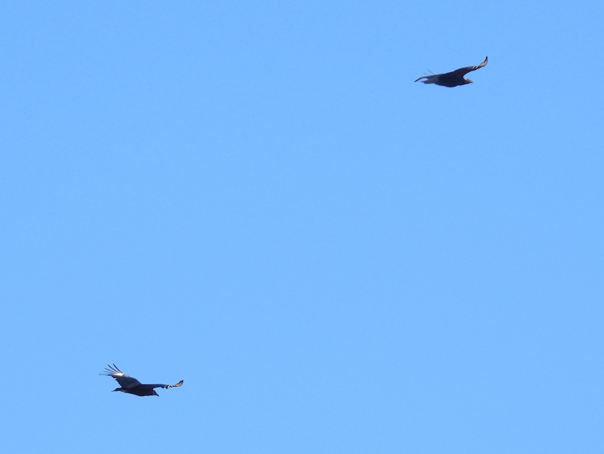 Black Vulture - ML414878461