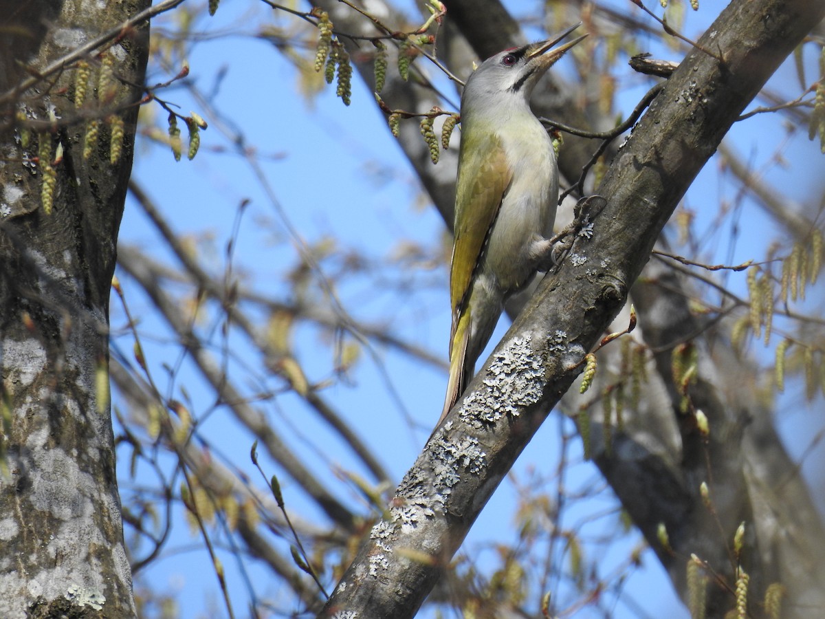 Gray-headed Woodpecker - ML414880431