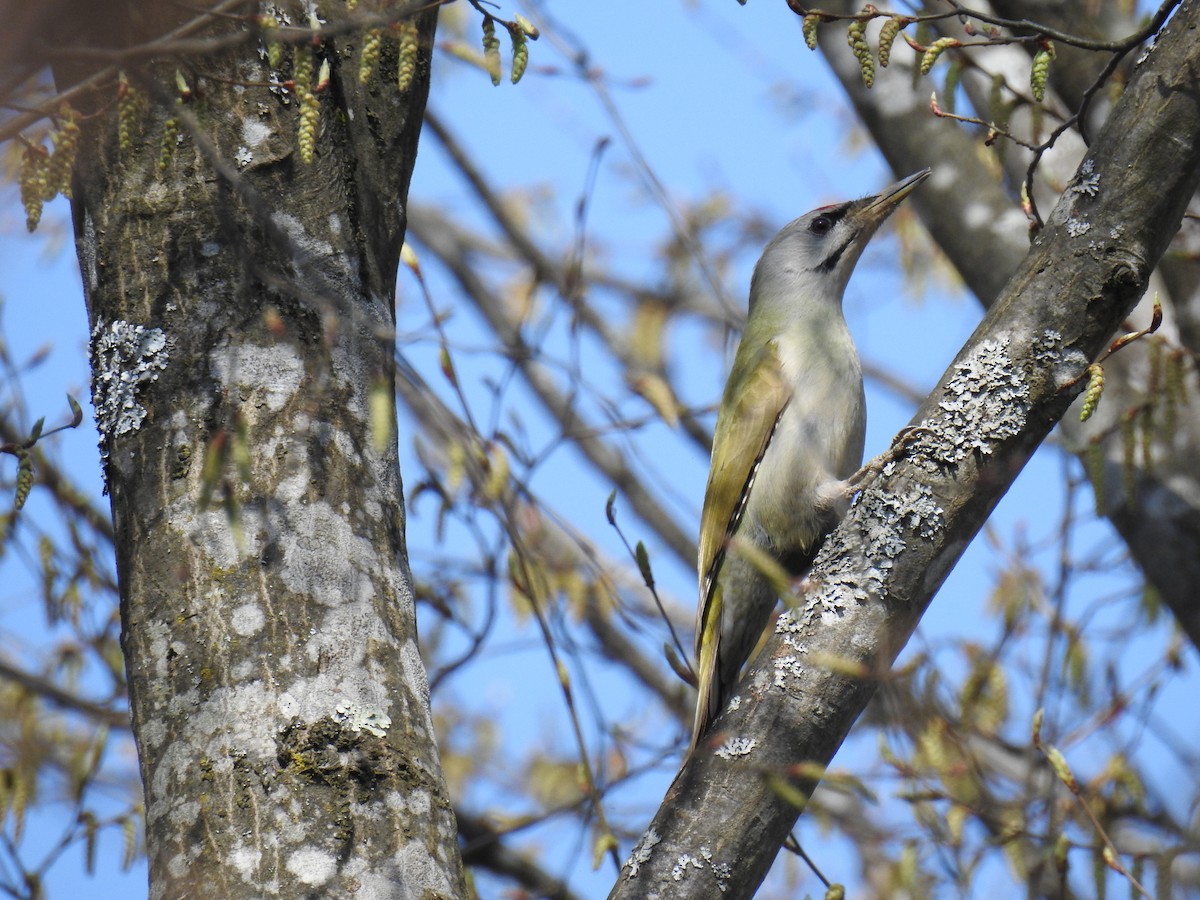 Gray-headed Woodpecker - ML414880481