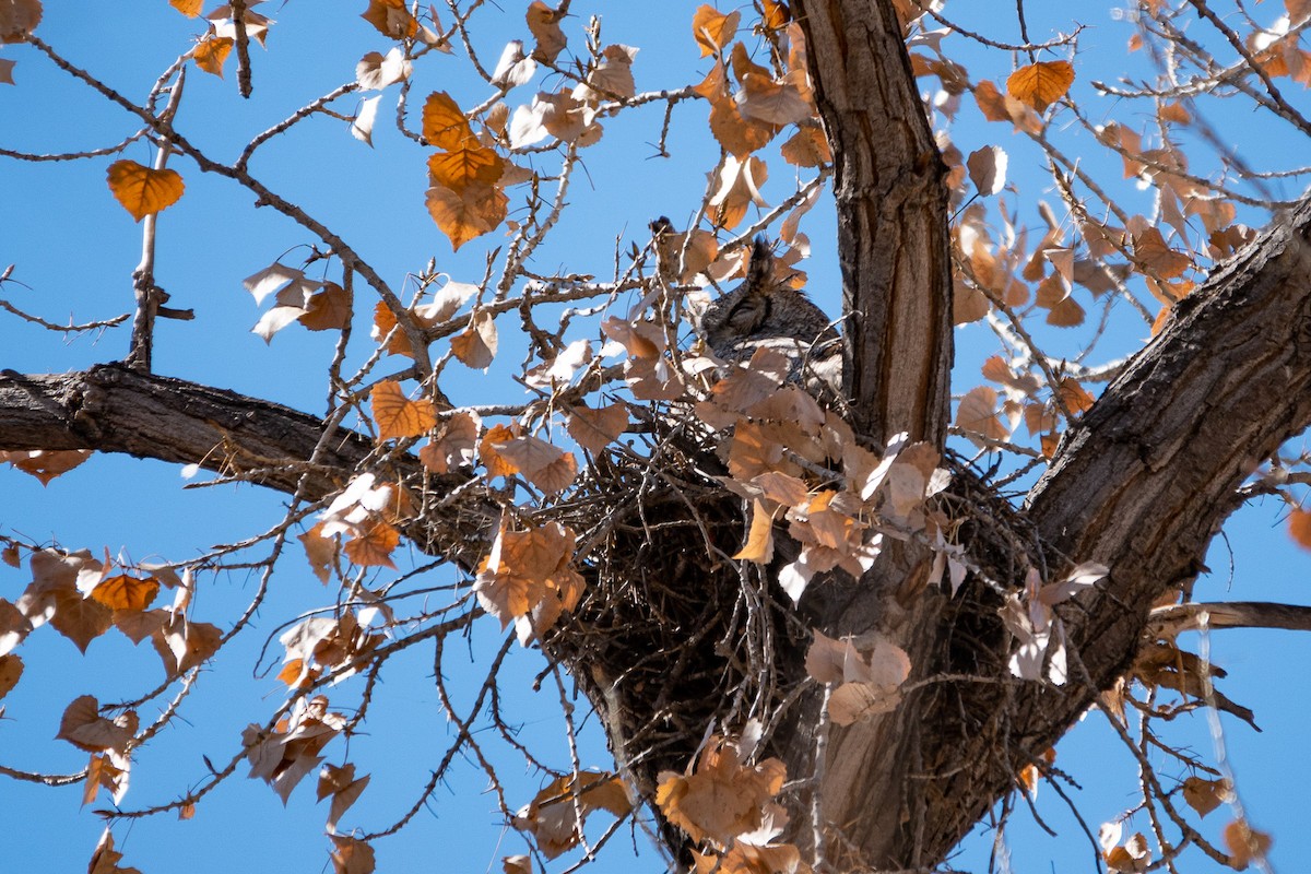 Great Horned Owl - ML414880661