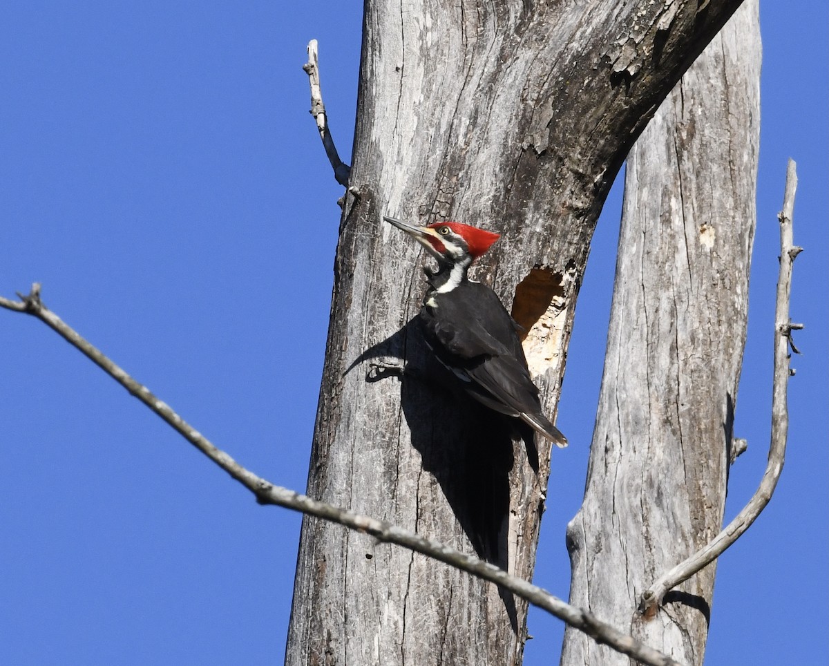 Pileated Woodpecker - ML414880871