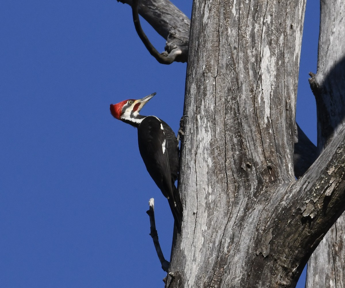 Pileated Woodpecker - ML414880881