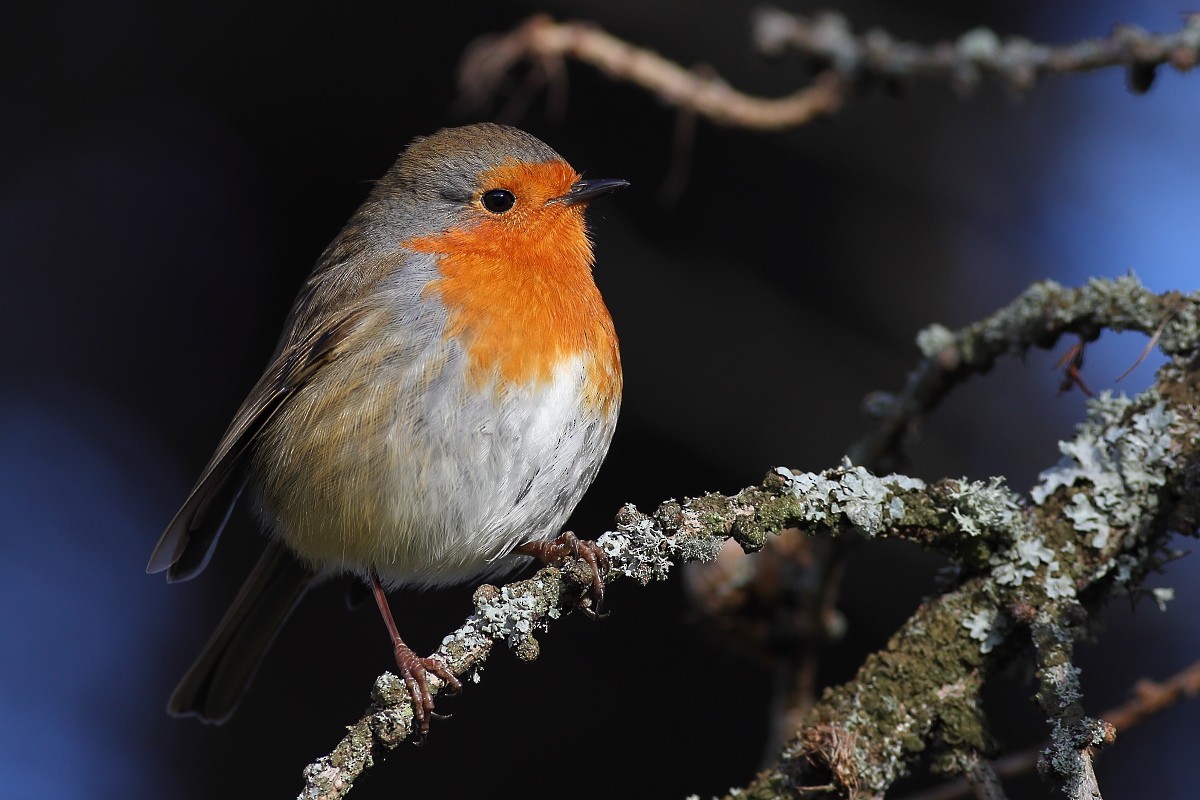 European Robin - ML414882451