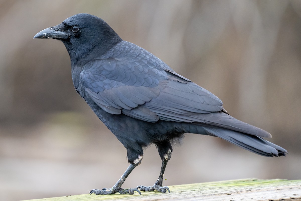 American Crow - Breck Haining
