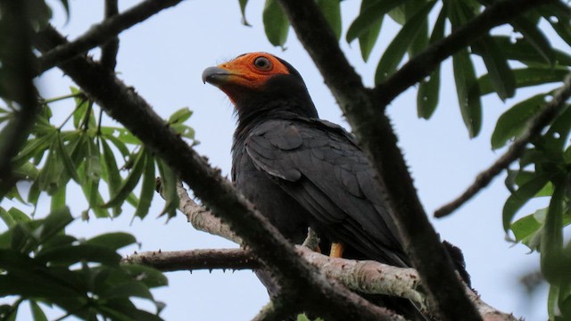 Black Caracara - ML414883731