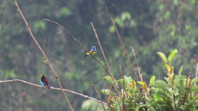 Turquoise Tanager - ML414884891