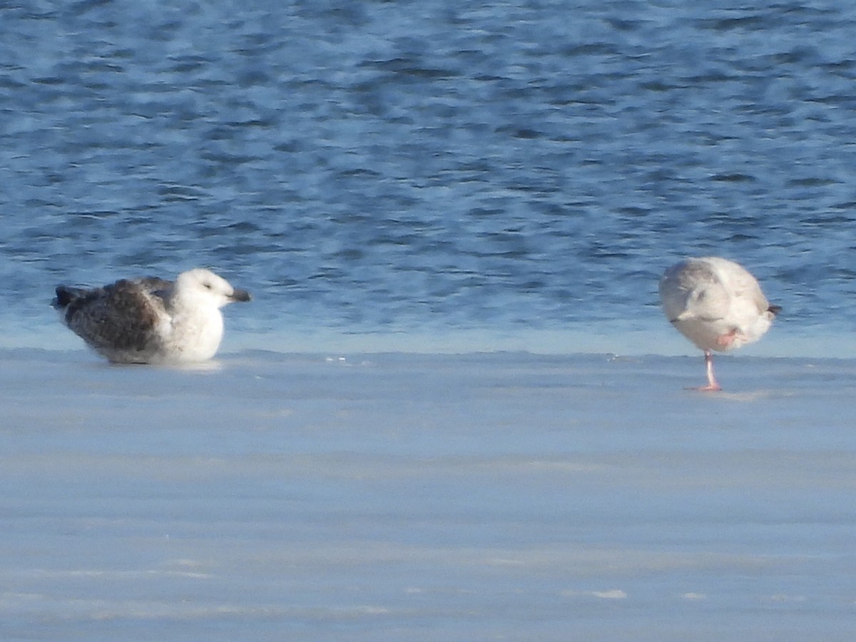 Great Black-backed Gull - Mike Thelen