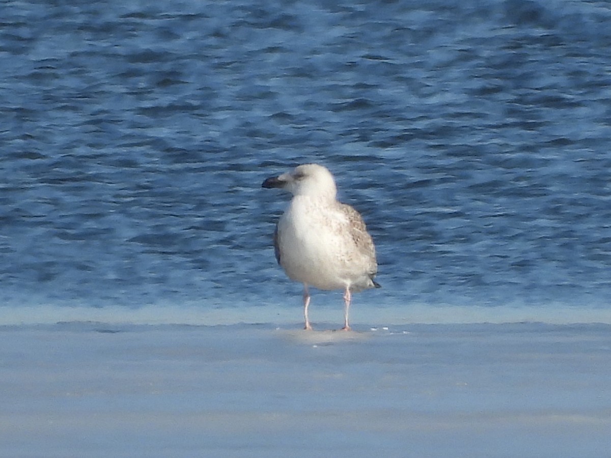 Great Black-backed Gull - Mike Thelen