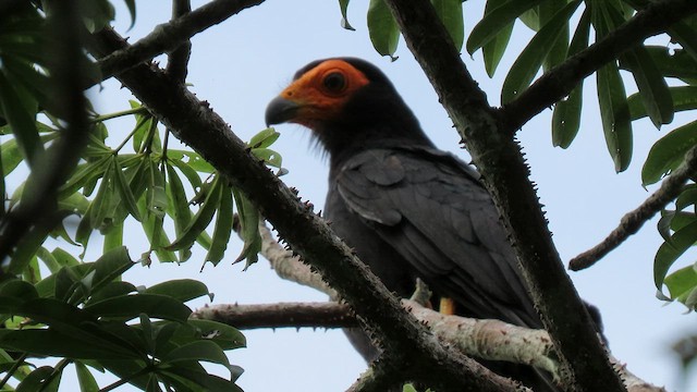 Caracara Negro - ML414885351