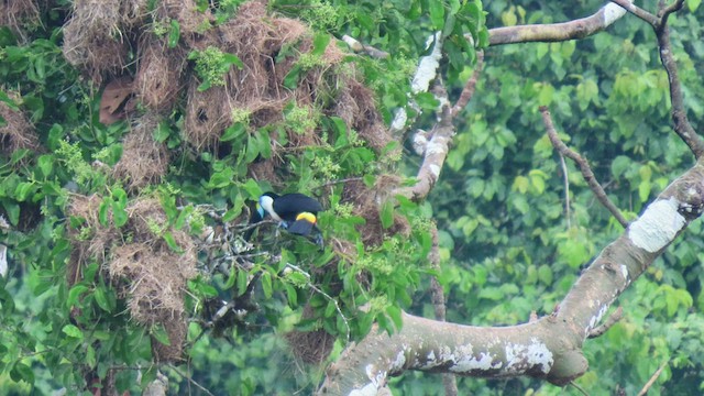 White-throated Toucan - ML414885401