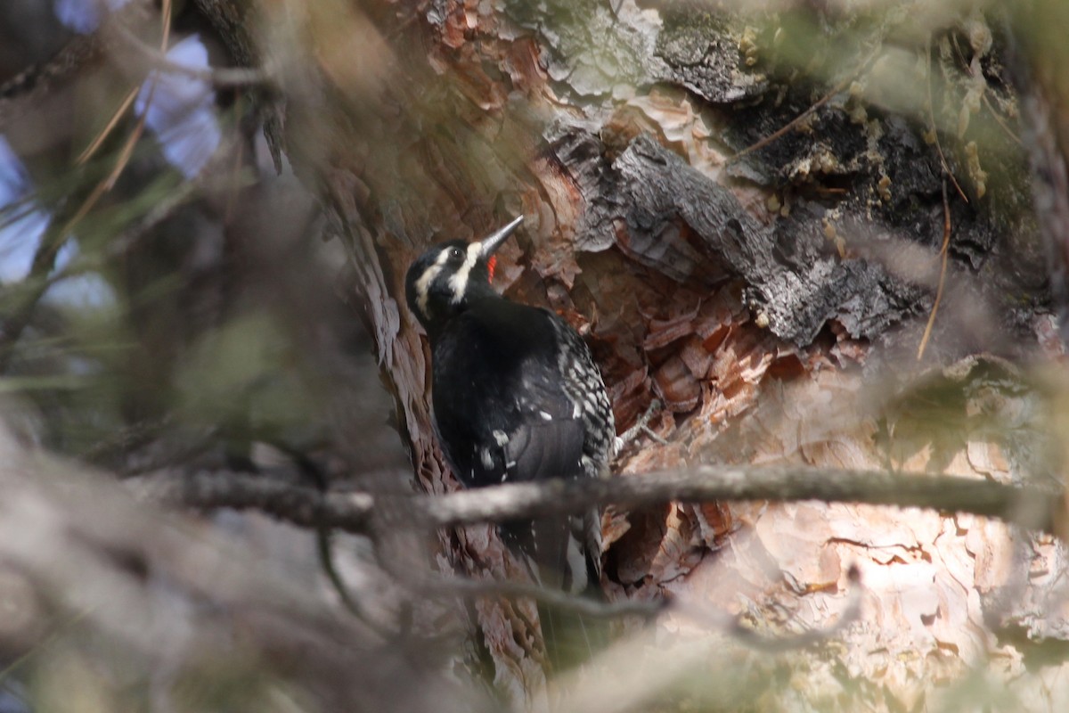 Williamson's Sapsucker - ML414885581