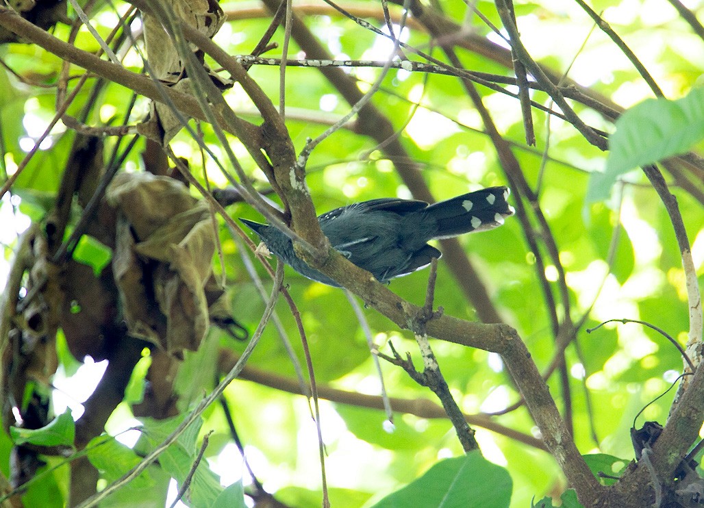 Gray Antbird - Peter Candido