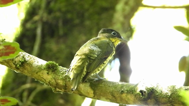 Brazilian Laniisoma - ML414886221