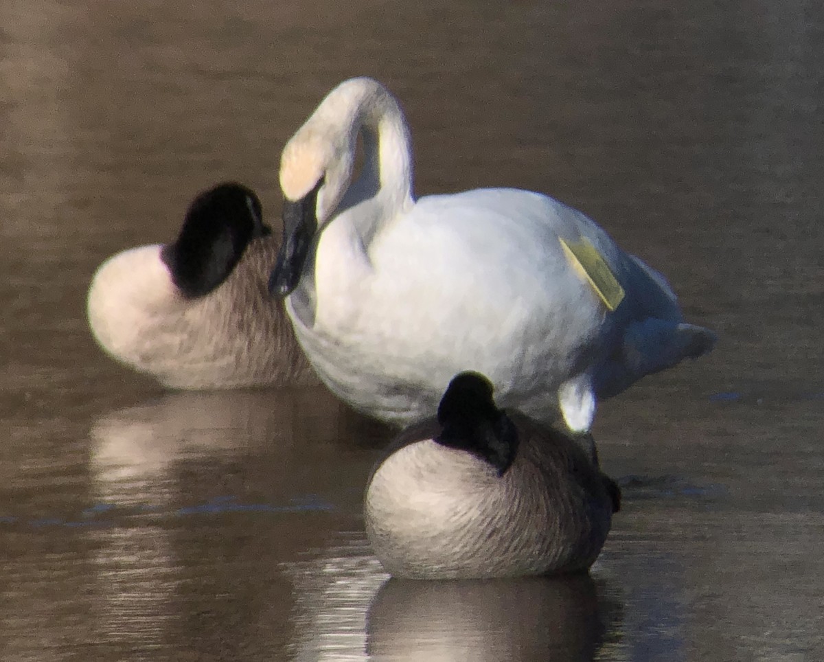 Trumpeter Swan - ML414886301