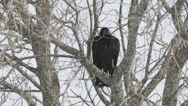 Black Vulture - ML414886461