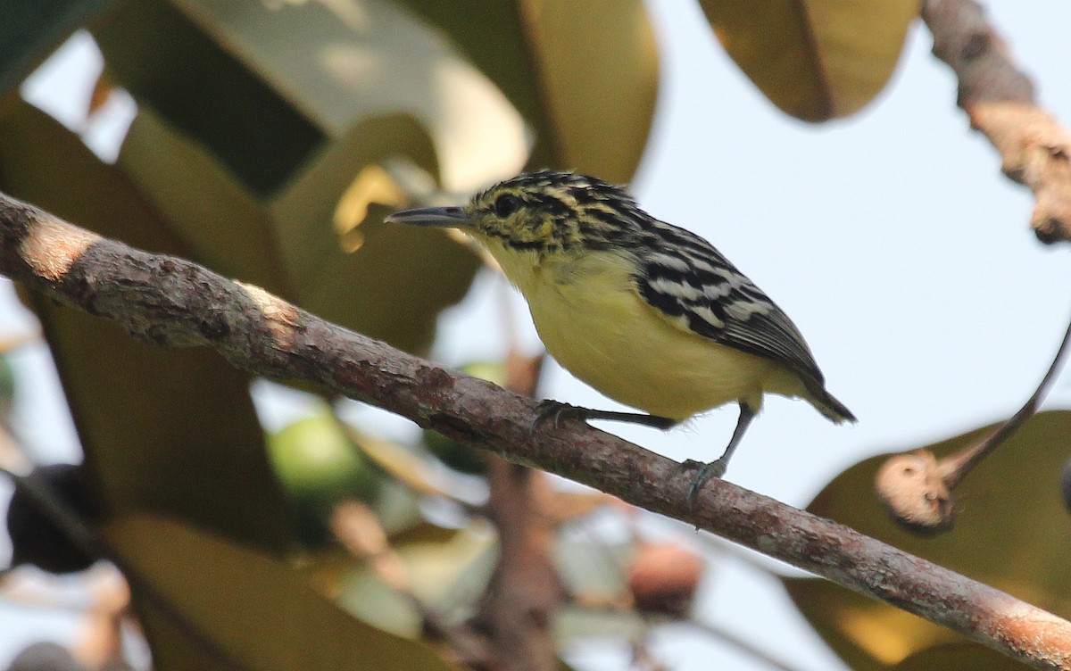 Sclater's Antwren - Alexander Lees