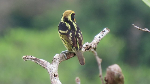 Gilded Barbet - ML414887271