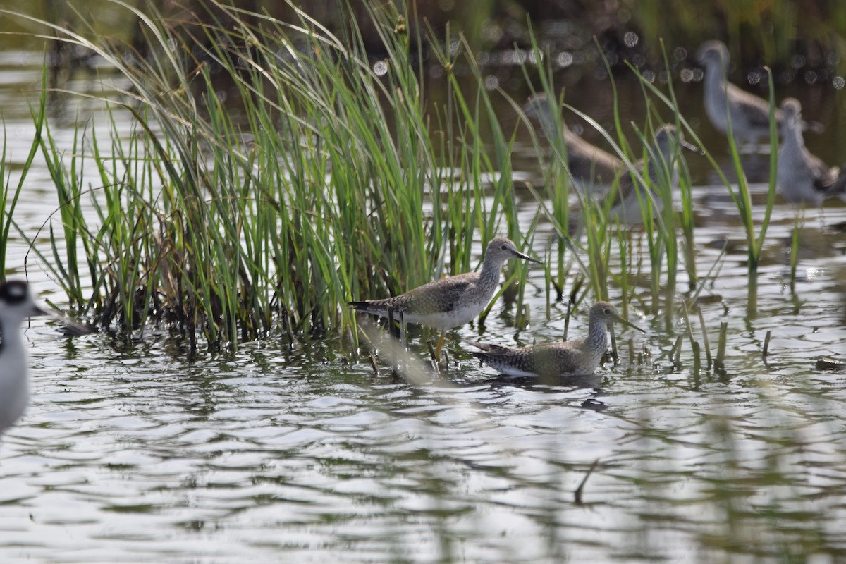 Greater Yellowlegs - ML414887401