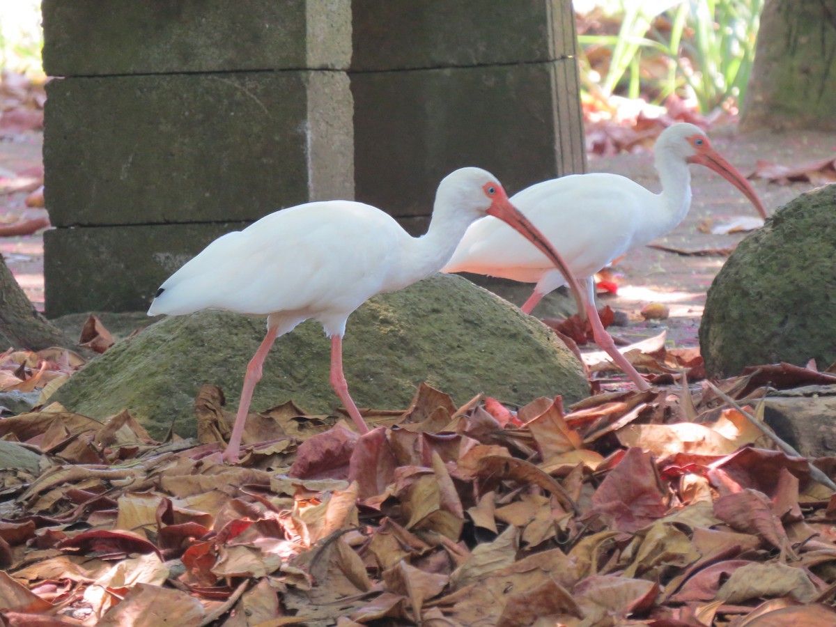 ibis bílý - ML414887541