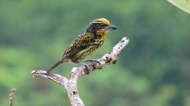 Gilded Barbet - ML414887651