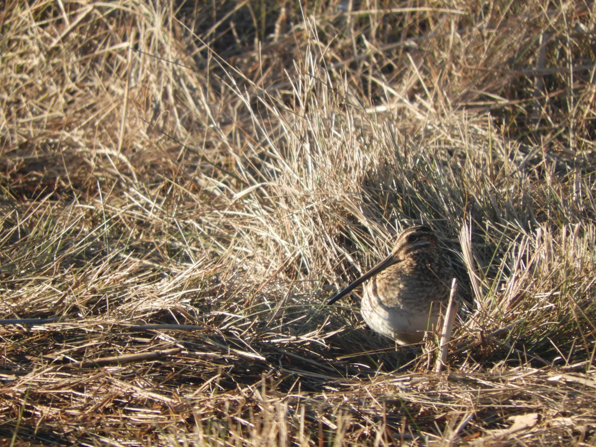 Wilson's Snipe - ML414887941