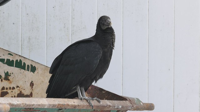 Black Vulture - ML414888231