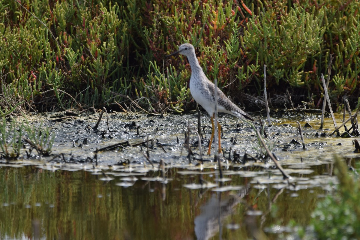 Greater Yellowlegs - ML414888701