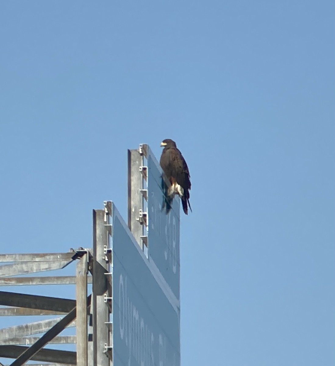 Harris's Hawk - ML414888821