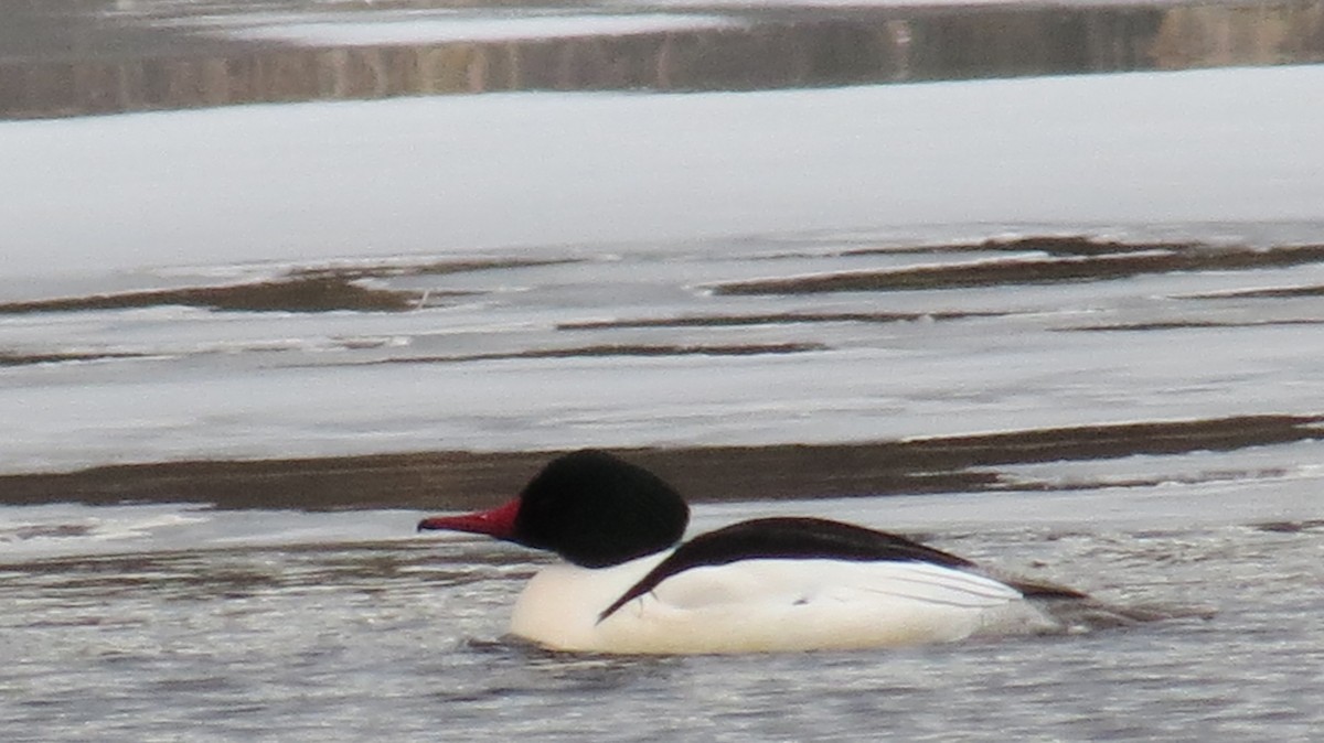 Common Merganser - ML414889281