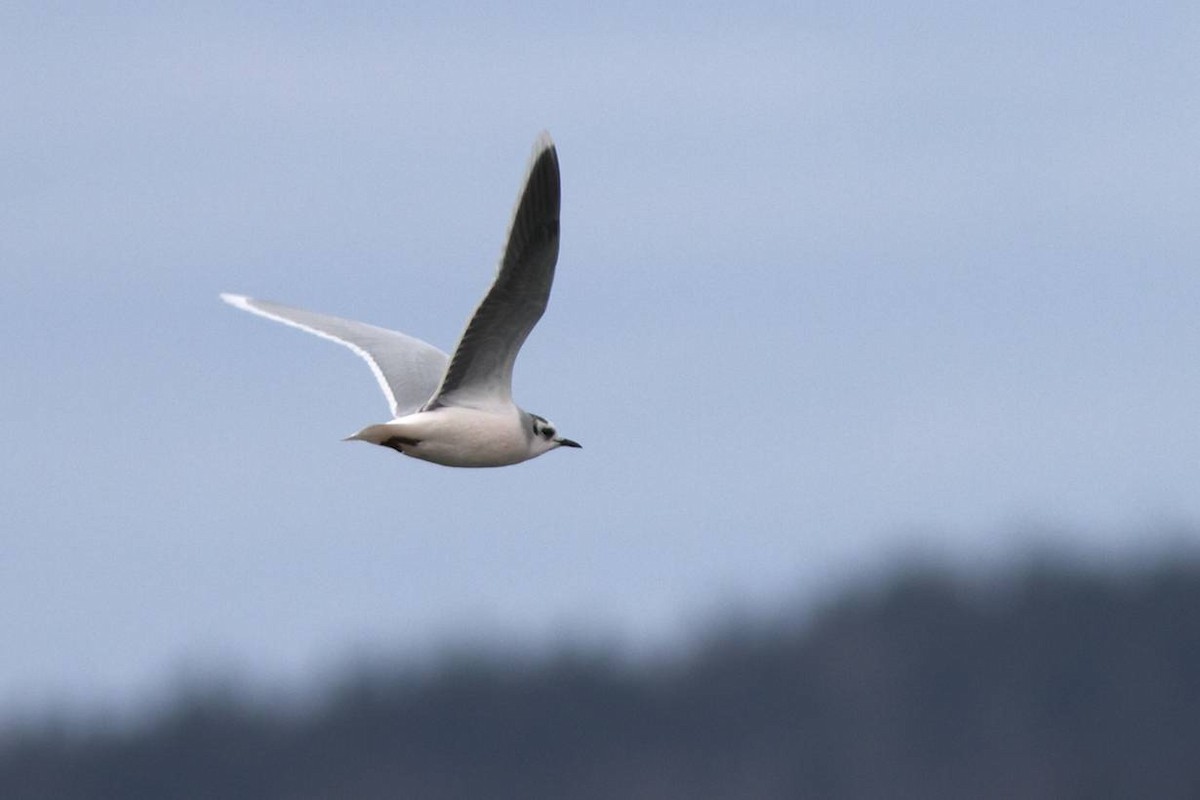 Little Gull - ML41489061