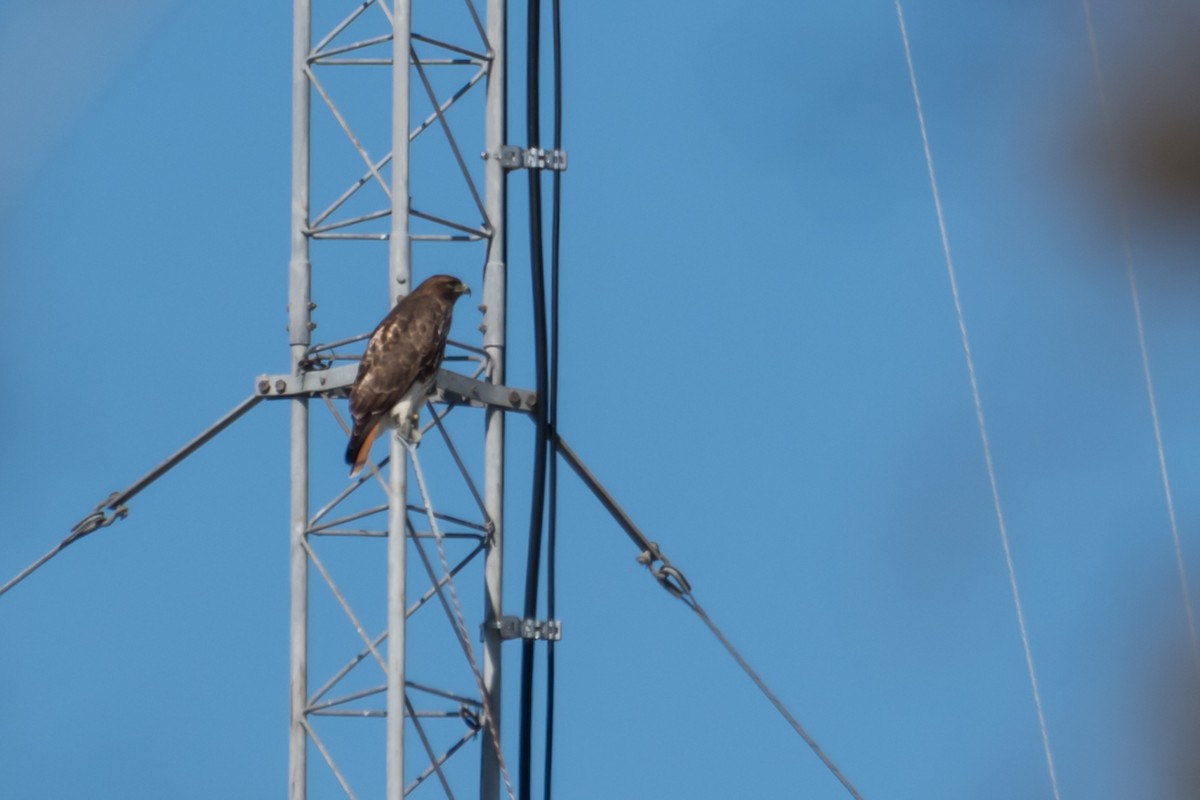 Red-tailed Hawk - ML414891071