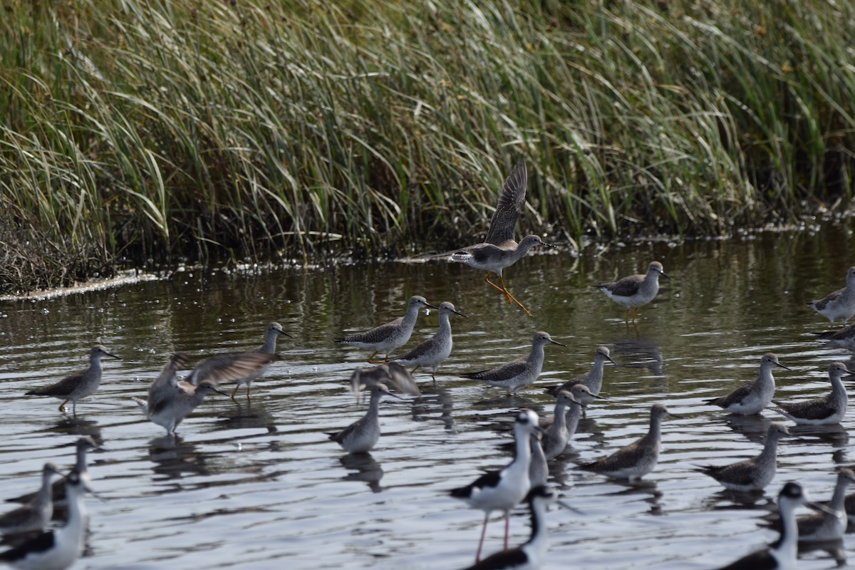 Greater Yellowlegs - ML414891151