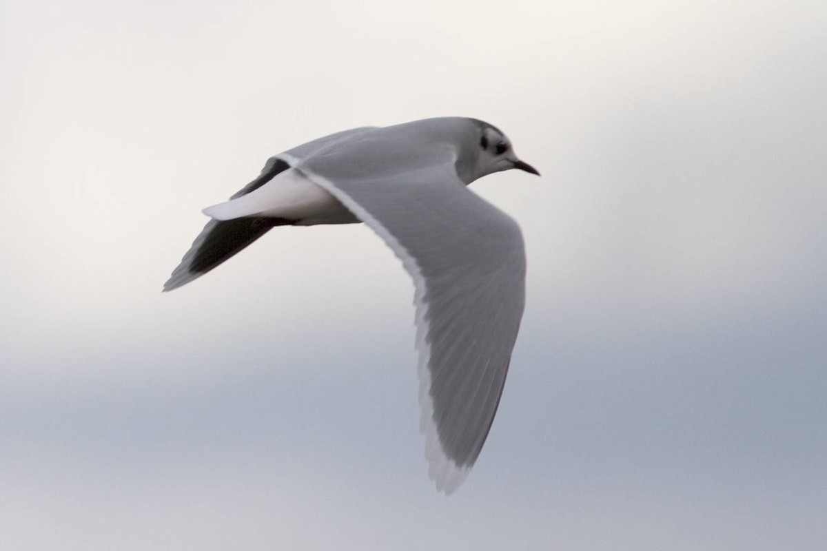 Little Gull - ML41489131