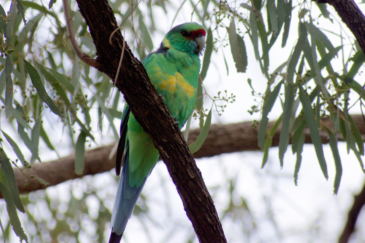 Australian Ringneck (Mallee) - Lance Rathbone