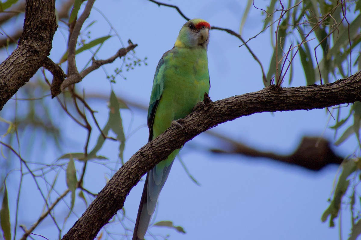 Australian Ringneck (Mallee) - Lance Rathbone