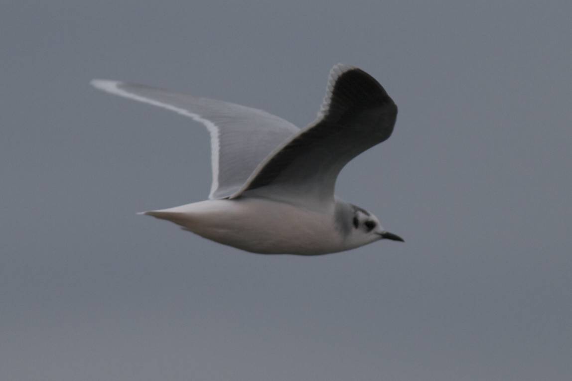 Little Gull - ML41489181