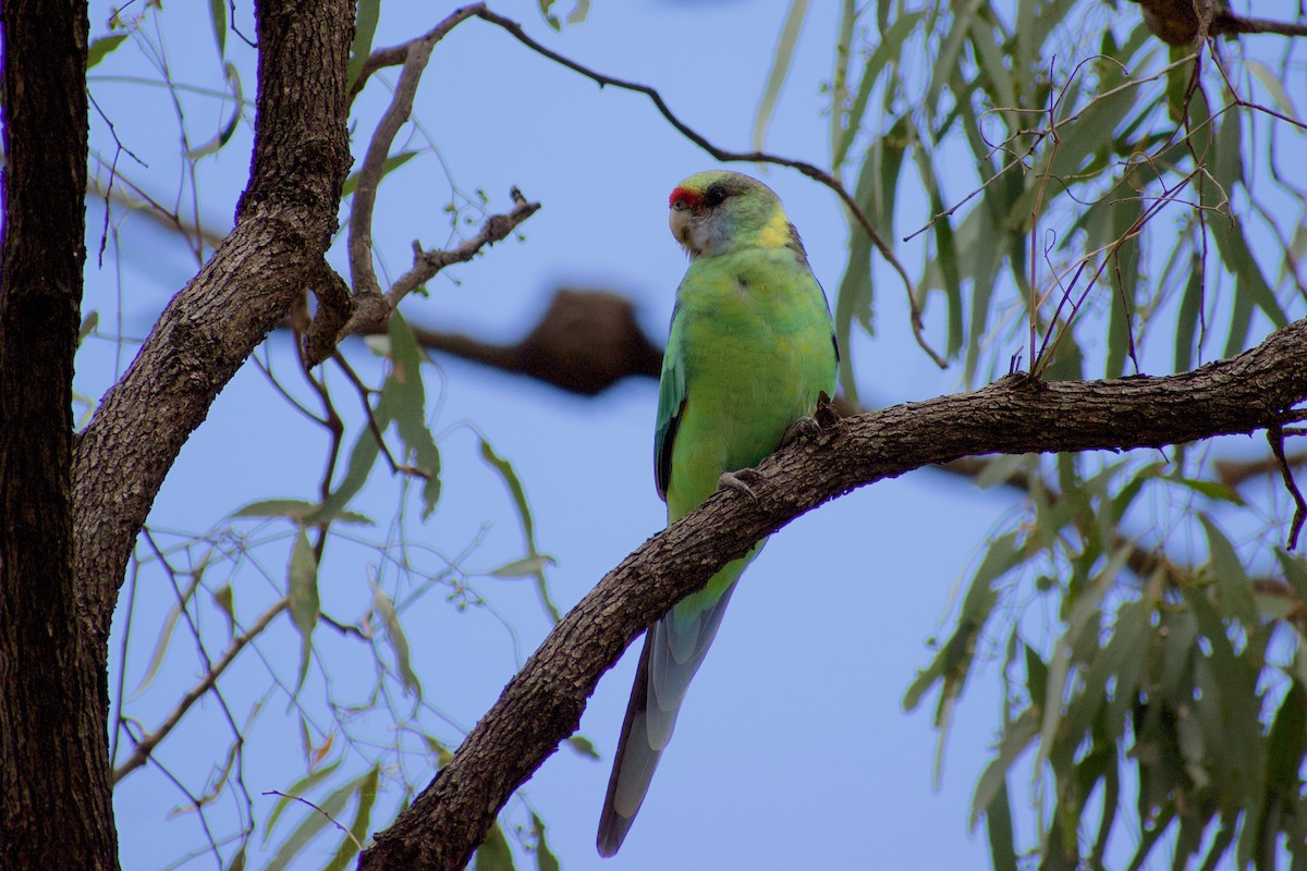 Australian Ringneck (Mallee) - Lance Rathbone