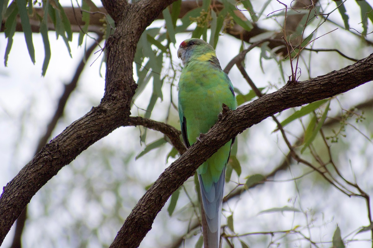 Australian Ringneck (Mallee) - Lance Rathbone