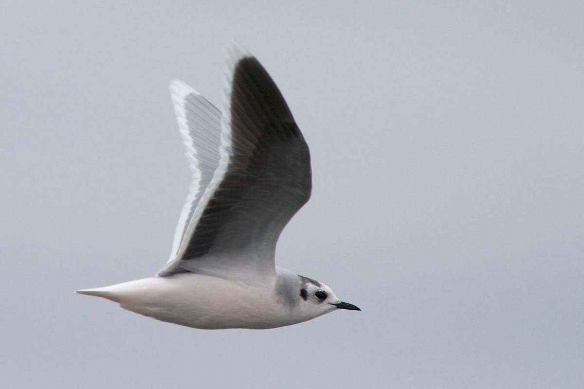 Little Gull - ML41489201