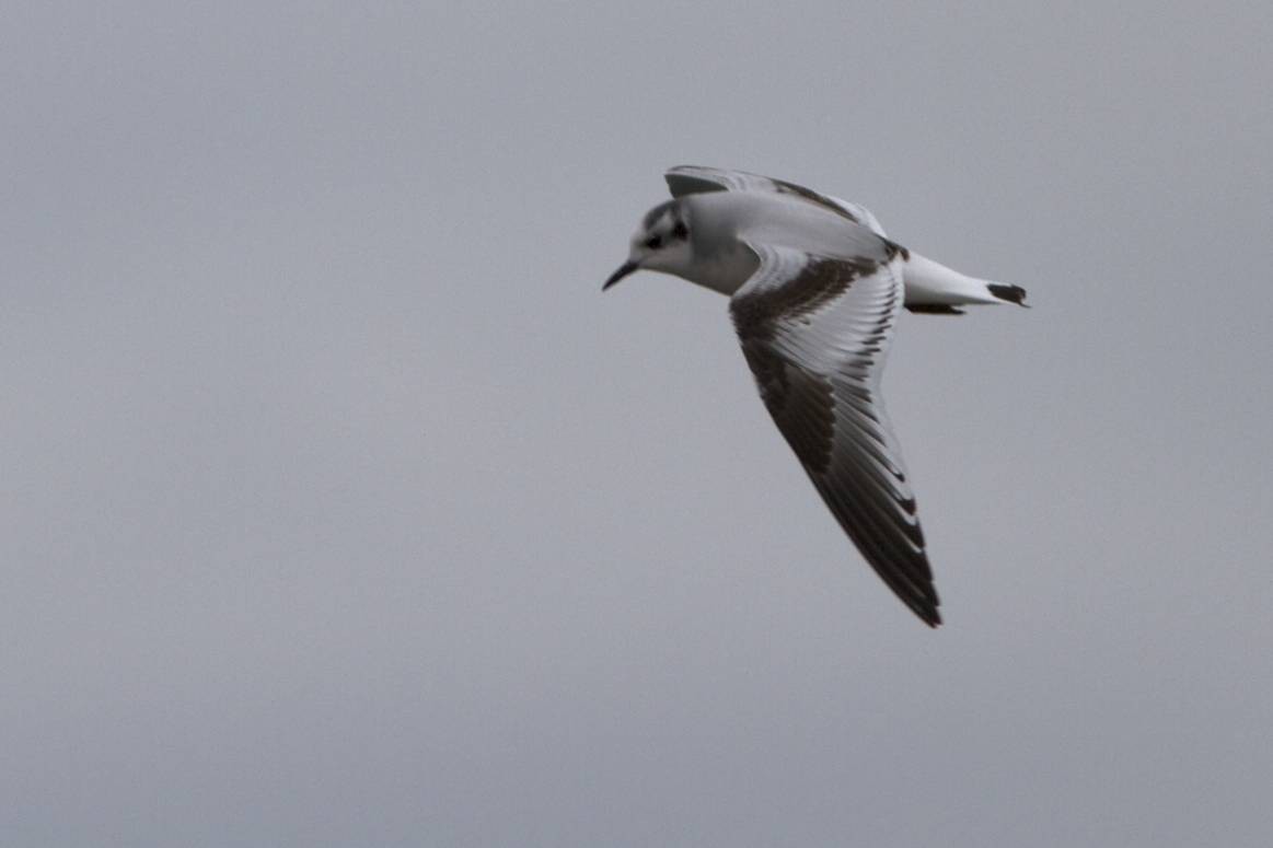 Little Gull - ML41489261