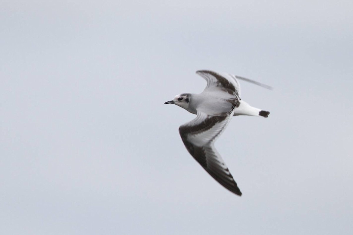 Little Gull - ML41489271