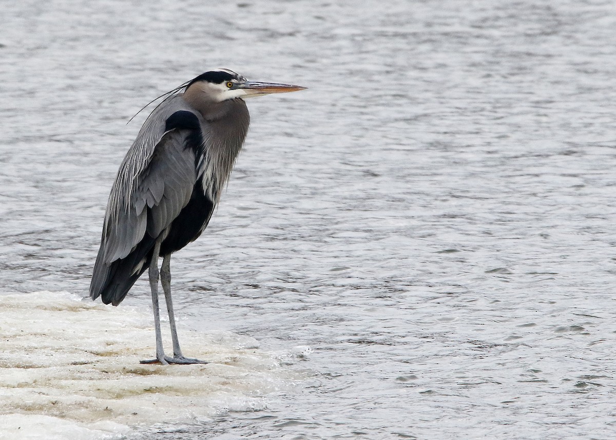 Great Blue Heron - ML414893591