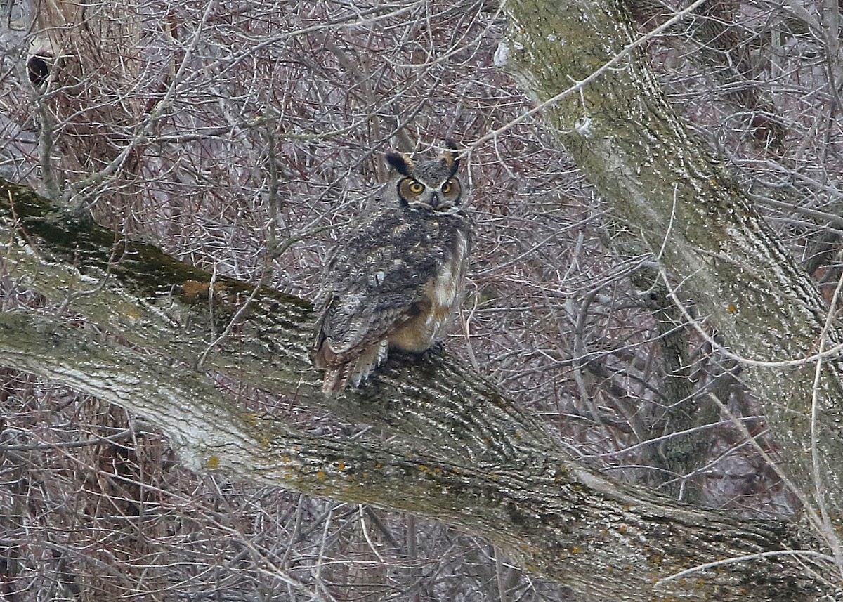Great Horned Owl - ML414894211