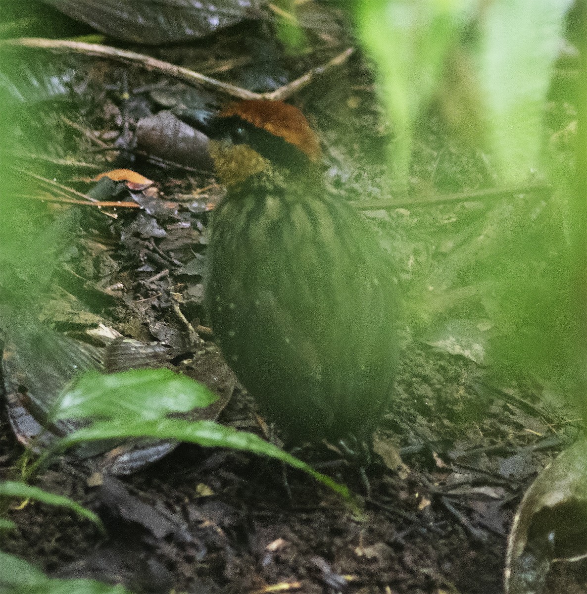 Rufous-crowned Antpitta - ML414894301