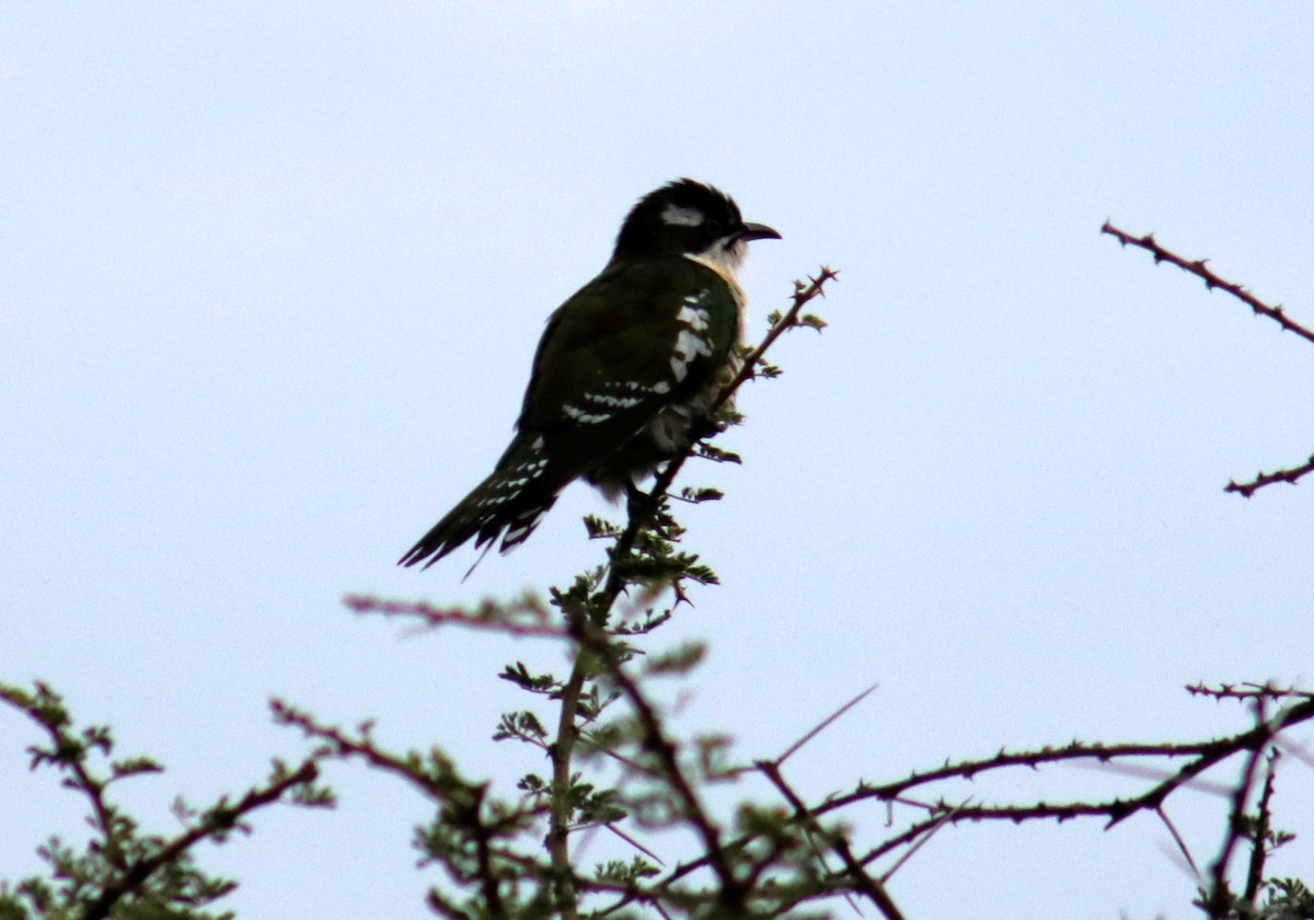 Dideric Cuckoo - ML414894531