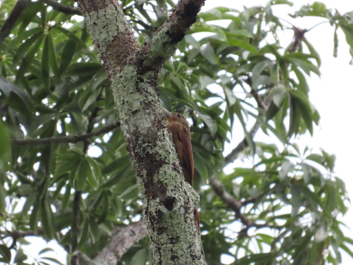 Cinnamon-throated Woodcreeper (devillei) - ML414895101