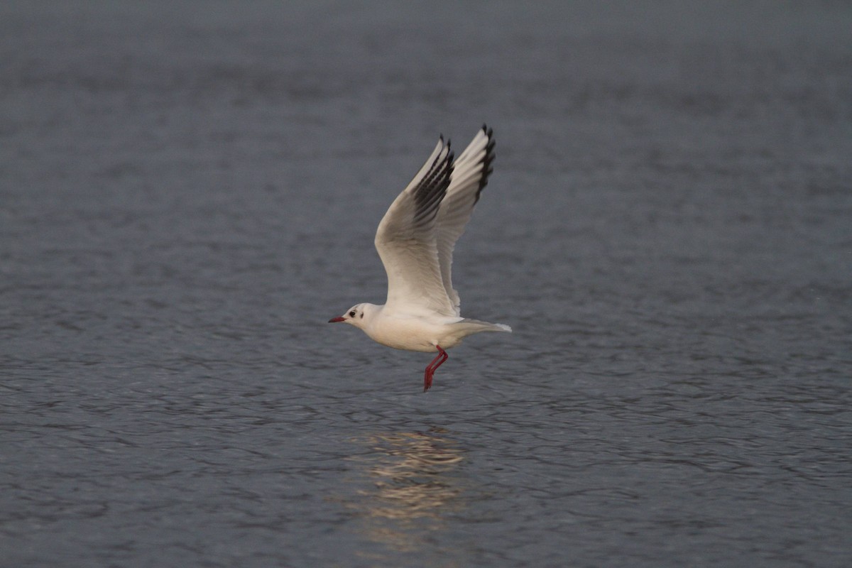 Black-headed Gull - ML41489521