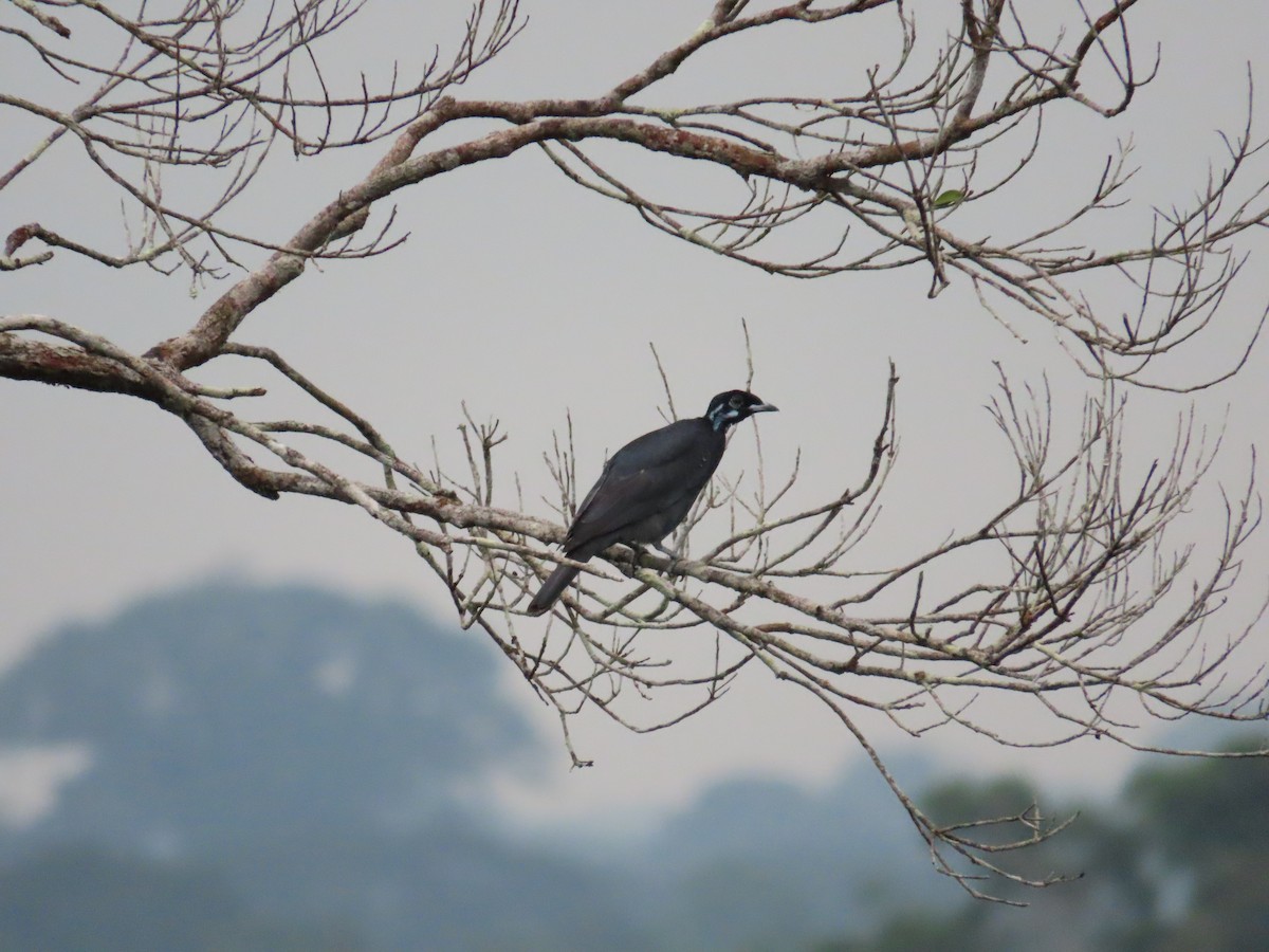 Bare-necked Fruitcrow - ML414895681