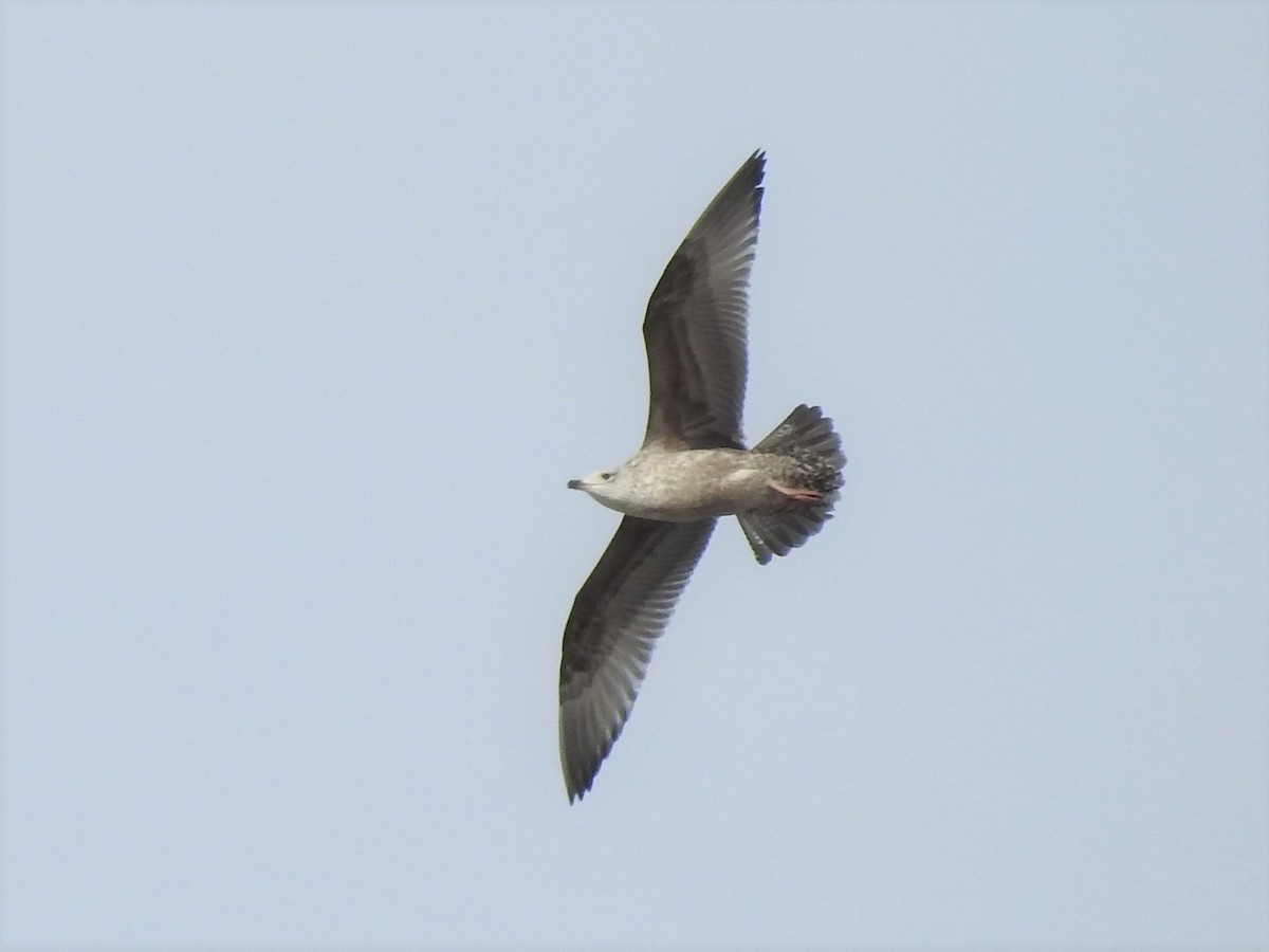 Herring Gull - ML414898351