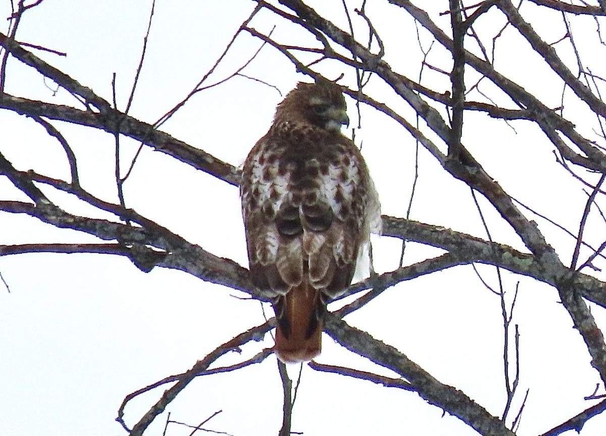 Red-tailed Hawk - William Bingham